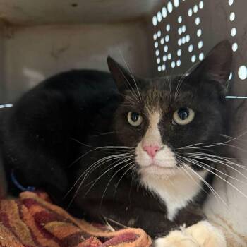 Domestic Short Hair Cats Available for Adoption in Kingman, Arizona - Bisket | PetCurious
