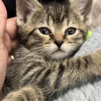 Amber -  American Shorthair Cat for Adoption in Oceanside, New York - Amber | PetCurious