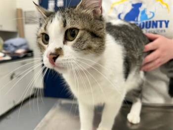 LADY -  Domestic Short Hair Cat for Adoption in Peoria, Illinois - LADY | PetCurious