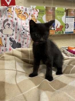 Pearl -  Domestic Short Hair Cat for Adoption in Parlier, California - Pearl | PetCurious