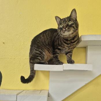 Domestic Short Hair Cats Available for Adoption in Newark, New Jersey - Venus | PetCurious