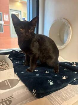 NANO -  Domestic Short Hair Cat for Adoption in San Jose, California - NANO | PetCurious