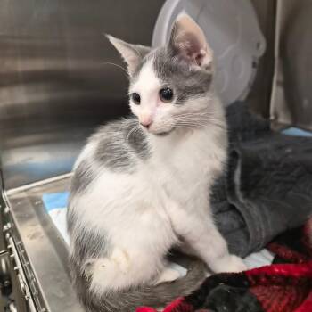 Oasis -  Domestic Short Hair Cat for Adoption in Bentonville, Arkansas - Oasis | PetCurious