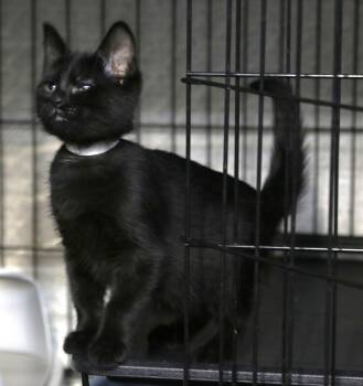Sunara -  Domestic Short Hair Cat for Adoption in Cut Bank, Montana - Sunara | PetCurious