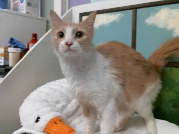 Domestic Short Hair Cats Available for Adoption in Houston, Texas - LITTLE LADY | PetCurious