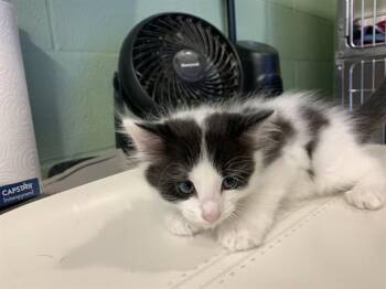 Domestic Medium Hair and Domestic Short Hair Cats Available for Adoption in Grand Prairie, Texas - TACO | PetCurious