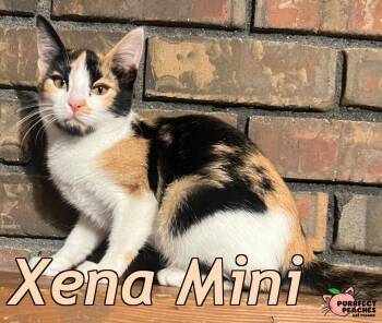 Xena Mini -  Domestic Short Hair Cat for Adoption in Douglasville, Georgia - Xena Mini | PetCurious