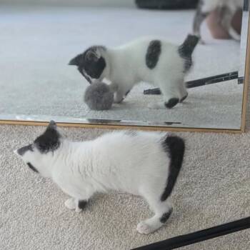 Domestic Short Hair Cats Available for Adoption in Fairfax Station, Virginia - Bumblebee | PetCurious