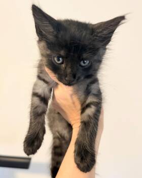 Stargazer -  Maine Coon and Ragdoll Cat for Adoption in New Braunfels, Texas - Stargazer | PetCurious