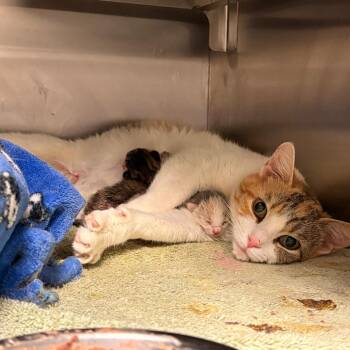 Carol Ann -  Domestic Short Hair Cat for Adoption in Bristol, Indiana - Carol Ann | PetCurious