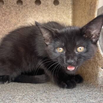 Eclipse -  Domestic Short Hair Cat for Adoption in Philadelphia, Pennsylvania - Eclipse | PetCurious