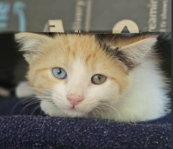 Glory -  Domestic Short Hair Cat for Adoption in Dublin, California - Glory | PetCurious