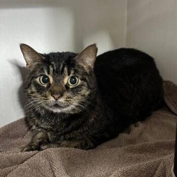 Domestic Short Hair Cats Available for Adoption - Bammy | PetCurious