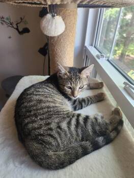 Crybaby -  Domestic Short Hair Cat for Adoption in Mokena, Illinois - Crybaby | PetCurious