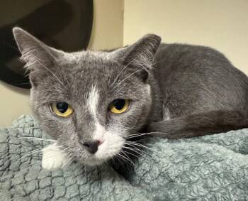 Sabrina Marina -  Domestic Short Hair Cat for Adoption in Windsor, Connecticut - Sabrina Marina | PetCurious