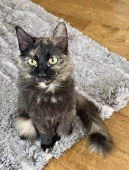 Tortoiseshell Cats Available for Adoption - Thai | PetCurious