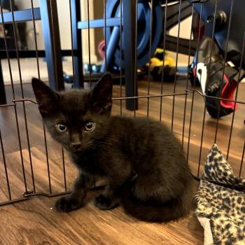 Domestic Short Hair Cats Available for Adoption in Westminster, California - Blackjack | PetCurious