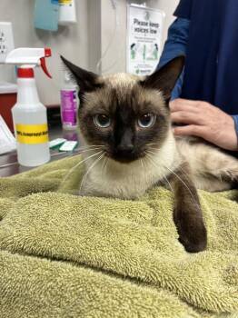 Gouda -  Siamese Cat for Adoption in Marietta, Georgia - Gouda | PetCurious