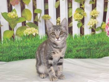 KAY KAY -  Domestic Short Hair Cat Available for Adoption in Oroville, California - KAY KAY | PetCurious
