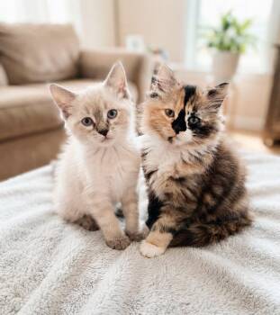 Sprinkle & Waffle - Bonded Pair -  Siamese and Domestic Long Hair Cat for Adoption in Philadelphia, Pennsylvania - Sprinkle & Waffle - Bonded Pair | PetCurious