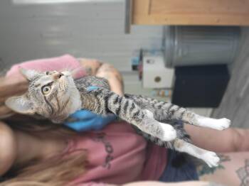 Rescue Domestic Short Hair Cats for Adoption in Fertile, Minnesota - Trouble | PetCurious