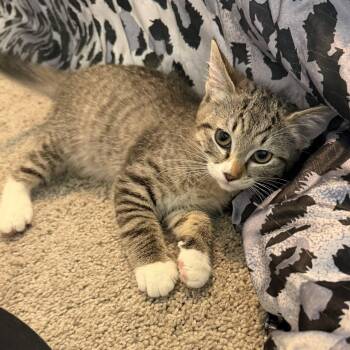 Rosie (Bonded with Chloe) -  Domestic Short Hair and Tabby Cat for Adoption in Glendale, Arizona - Rosie (Bonded With Chloe) | PetCurious