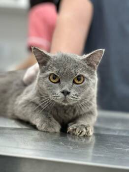 BARZIK -  Domestic Short Hair Cat for Adoption in New York, New York - BARZIK | PetCurious