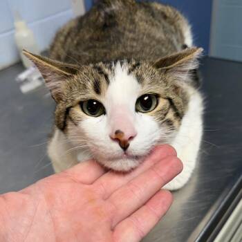 Domestic Short Hair Cats Available for Adoption in Dekalb, Illinois - Milton | PetCurious