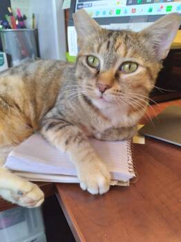 Domestic Short Hair Cats Available for Adoption - Sugar | PetCurious