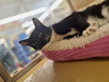 Domestic Short Hair Cats Available for Adoption - Bradley | PetCurious