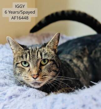 Iggy -  Domestic Short Hair Cat for Adoption - Iggy | PetCurious