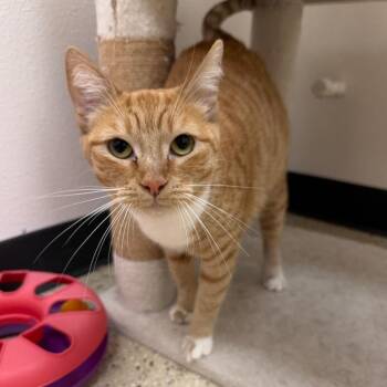 Bonita -  Domestic Short Hair Cat for Adoption in Newberg, Oregon - Bonita | PetCurious