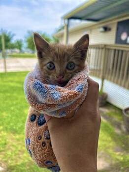 Domestic Short Hair Cats Available for Adoption in Sugar Land, Texas - OPIE | PetCurious