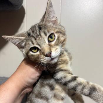 Swedish Fish -  Domestic Short Hair Cat for Adoption in Dekalb, Illinois - Swedish Fish | PetCurious