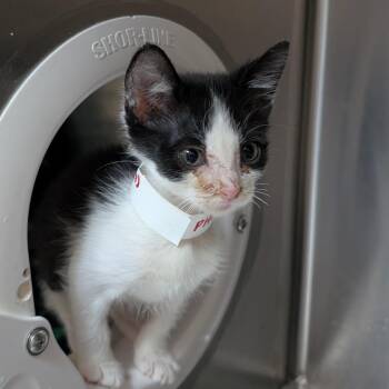 Ducky -  Domestic Short Hair Cat for Adoption in Pasadena, California - Ducky | PetCurious