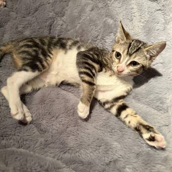 Xena -  Domestic Short Hair Cat for Adoption in Los Angeles, California - Xena | PetCurious
