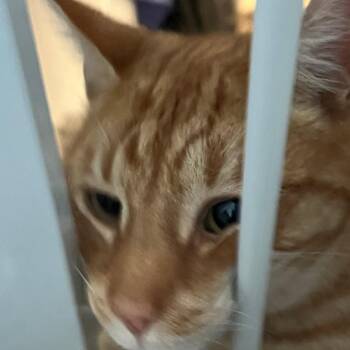 Domestic Short Hair Cats Available for Adoption - Clover | PetCurious