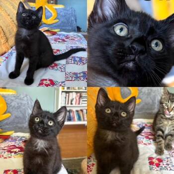 Cinemascope -  Domestic Short Hair Cat for Adoption in Wyandotte, Michigan - Cinemascope | PetCurious