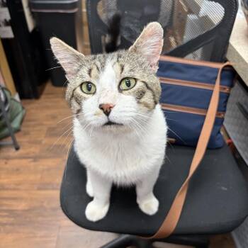 Tom Cat -  Domestic Short Hair Cat for Adoption in Mount Laurel Township, New Jersey - Tom Cat | PetCurious