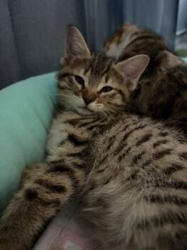 Katara -  Tabby and Domestic Short Hair Cat for Adoption in Dallas, Texas - Katara | PetCurious