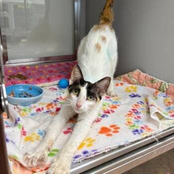 Peachy -  Domestic Short Hair Cat for Adoption in Fort Worth, Texas - Peachy | PetCurious
