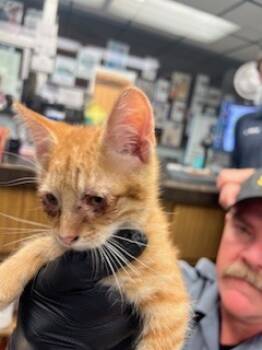 Rescue Domestic Short Hair Cats for Adoption in Stockton, California - A365764 | PetCurious