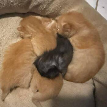 Fanta -  Domestic Short Hair Cat Available for Adoption in Madison, Wisconsin - Fanta | PetCurious