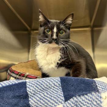 Domestic Short Hair Cats Available for Adoption in Pauls Valley, Oklahoma - Shred | PetCurious
