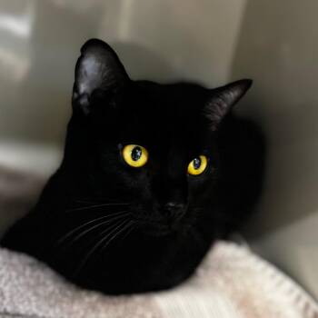Carlos -  Domestic Short Hair Cat for Adoption in Wheeling, Illinois - Carlos | PetCurious