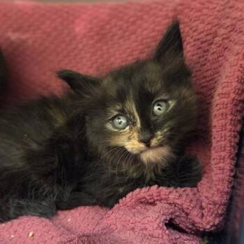 Fennec Shand -  Domestic Short Hair Cat for Adoption in Westland, Michigan - Fennec Shand | PetCurious