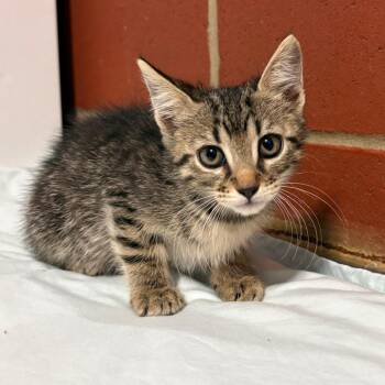 (HOLD)Marabell -  Domestic Short Hair Cat for Adoption in Cabot, Arkansas - (HOLD)Marabell | PetCurious