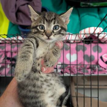 Billy Joel (orange collar) -  Domestic Short Hair Cat for Adoption in Coos Bay, Oregon - Billy Joel (orange Collar) | PetCurious