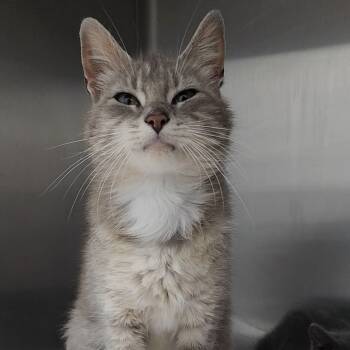 Rescue Domestic Short Hair Cats for Adoption in Dixon, Illinois - Rosemary | PetCurious