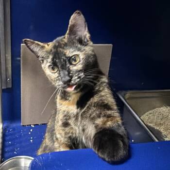 Rescue Domestic Short Hair Cats for Adoption in Los Angeles, California - Caputtina | PetCurious